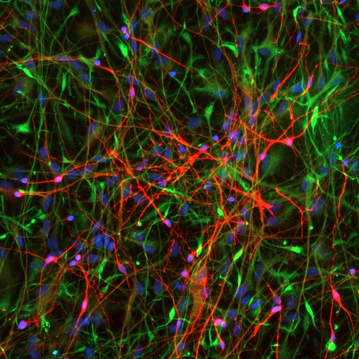 Neurons Astrocytes